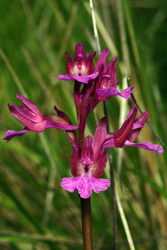 Orchis papilionacea e ibrido...